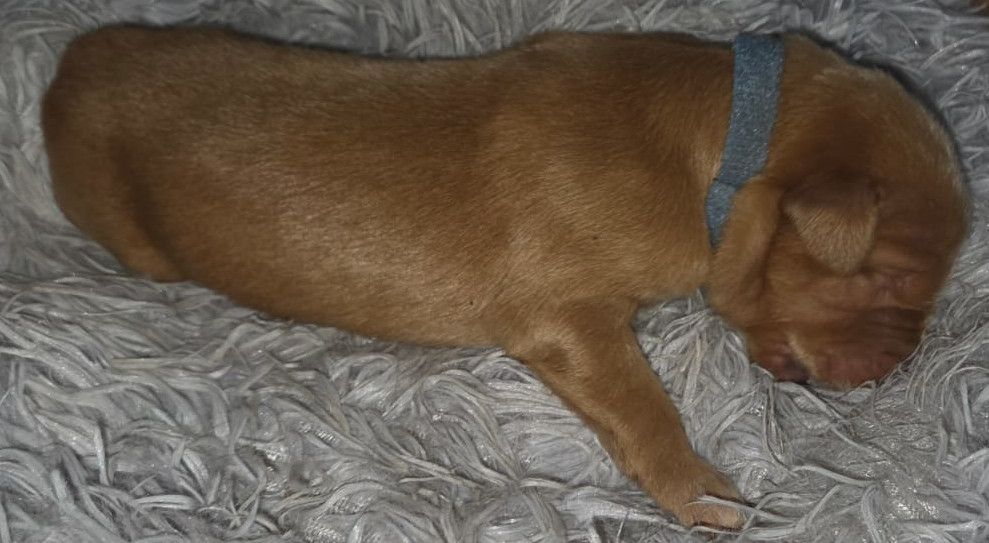 de la torterie - Chiots disponibles - Hovawart