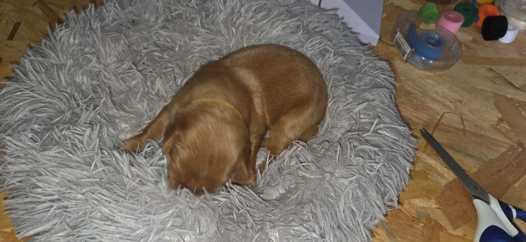 de la torterie - Chiots disponibles - Hovawart