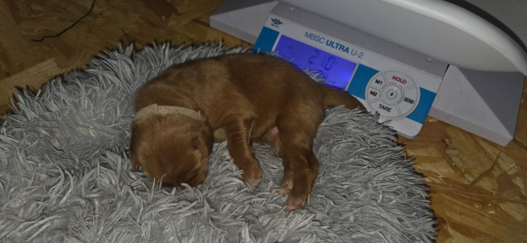 de la torterie - Chiots disponibles - Hovawart