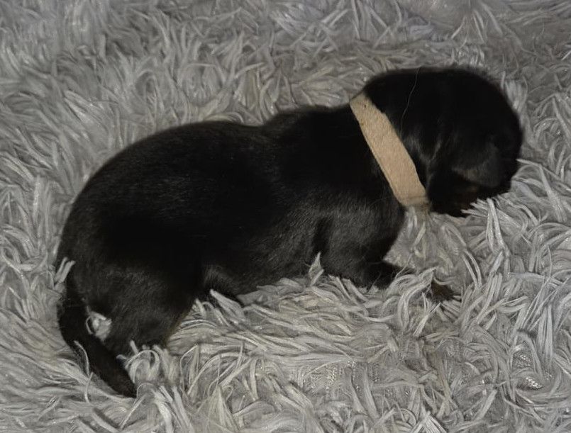 de la torterie - Chiots disponibles - Hovawart