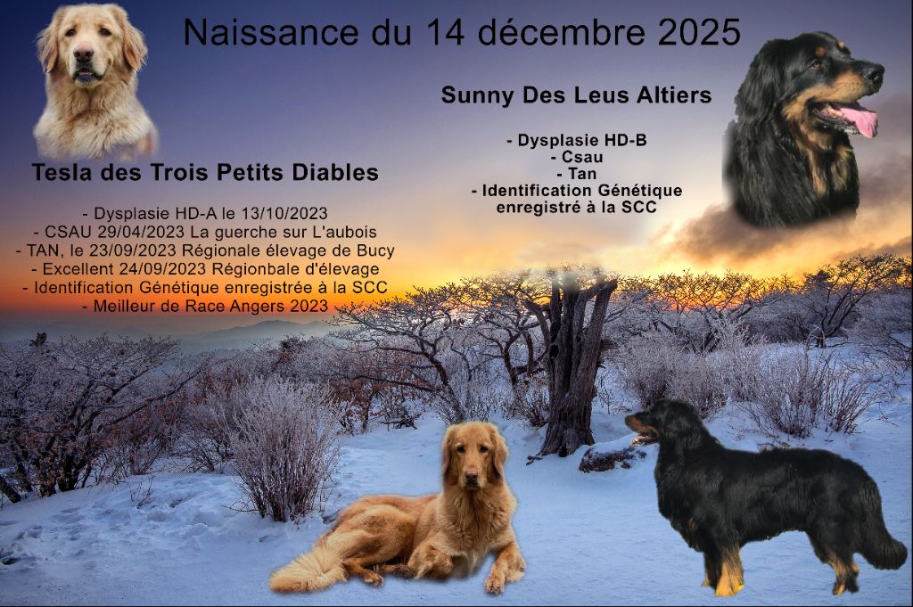 Chiot Hovawart de la torterie