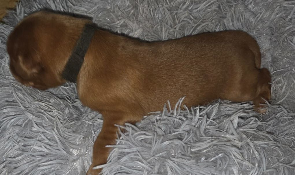 de la torterie - Chiots disponibles - Hovawart